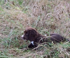 12 Wochen alt, welpe cocker spaniel braun