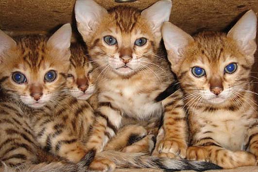 Bengalkitten für Liebhaber