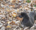 Dachshund Züchter