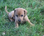 4 welpen verkaufen Dachshund