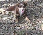 Australian Shepherd Hündin