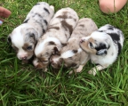  züchter vom Australian Shepherd hunden