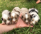 3 welpen Australian Shepherd verkaufen