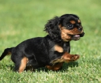 kings charles spaniel kaufen