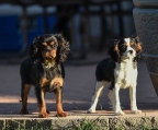 cavalier king spaniel welpen verkauf