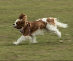 Cavalier king charles spaniel Rassehunde