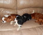 welpen kauven cavalier king charles