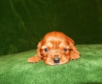 welpe Preis cavalier king charles