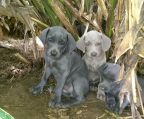 Züchter Schweiz Weimaraner