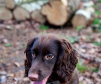 Cocker spaniel züchter schweiz