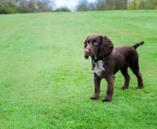 Cocker spaniel welpen kaufen