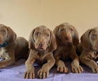 5 welpen verkaufen weimaraner