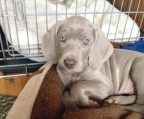 2,5 monate welpe weimaraner