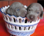 WEimaraners Schweiz