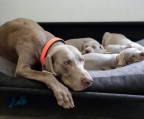 kaufen hunden weimaraner