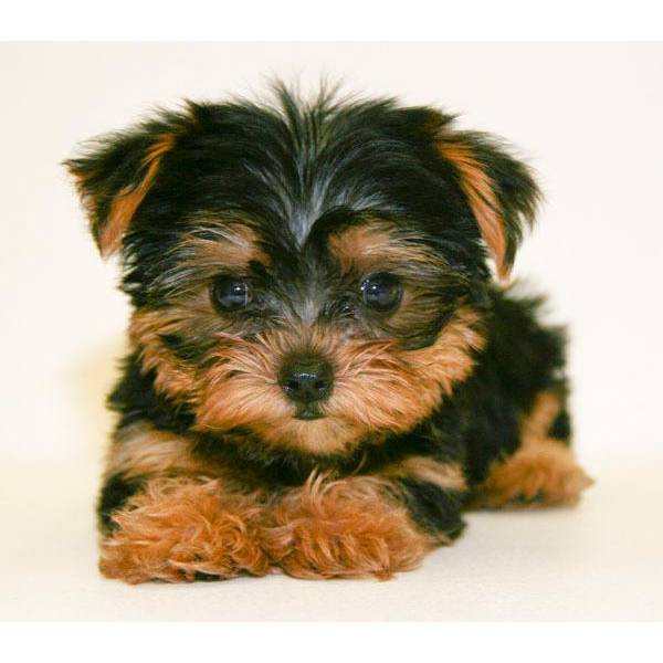 Yorkshire Terrier Welpen 12 Wochen mit Papieren