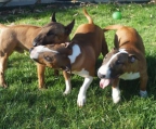 3 welpen Bull terrier kaufen