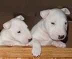 Züchter Bull Terrier Schweiz