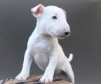 Preis welpen  Bull Terrier