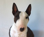 Bull terrier Verkaufen