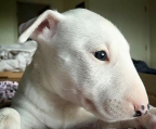 Bull terrier welpe