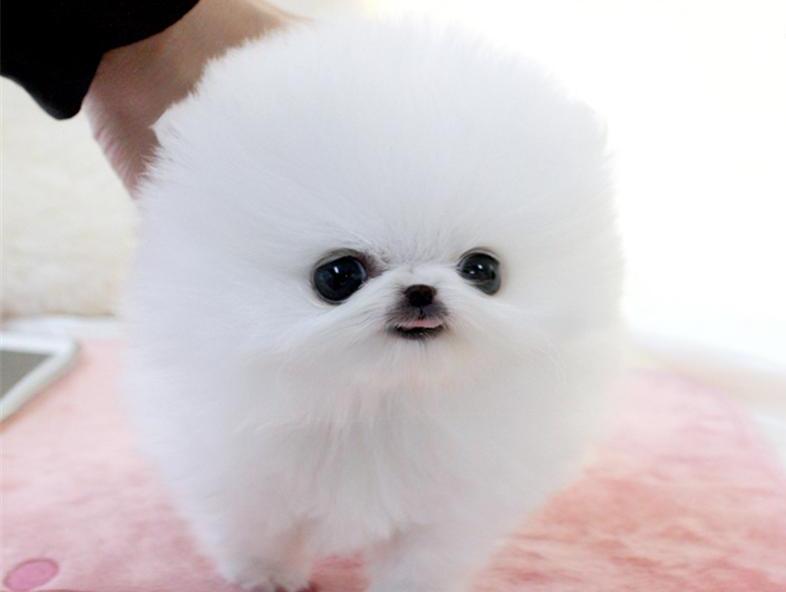 Unsere bezaubernden KLEIN BLEIBENDEN Pomeranian / Zwergspitz