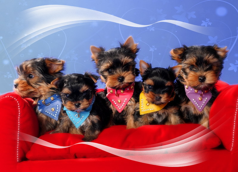  Wunderschöne und gesunde Yorkshire Terrier Welpen VDH/FCI 