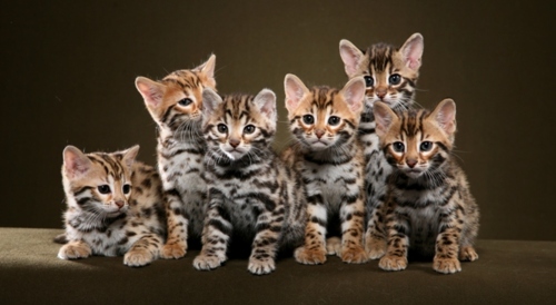 Wunderschönes Bengal Kitten zu verkaufen