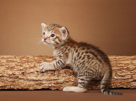 Wunderschöne Bengal kitten