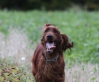 irischer setter welpen zu verkaufen