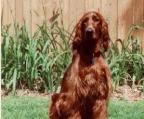 Irish setter 4 Hündinnen vorhanden