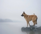 Holen Sie sich den besten Belgischen Schäferhund - Kaufen Sie jetzt!