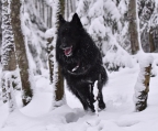 Kaufen Sie einen Belgischen Schäferhund - Der perfekte Familienhund