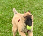 Entdecken Sie unsere Belgischen Schäferhund-Welpen - Jetzt kaufen!