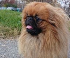 welpe pekingesen