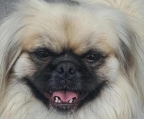 pekingesen hund