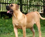 dogo canario welpe zu verkaufen