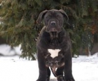 dogo canario welpen kaufen