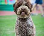 lagotto romagnolo welpen zu Verkaufen