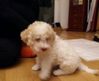 welpe lagotto romagnolo pris verkäuflich