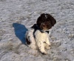 lagotto romagnolo welpen