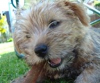 Züchter norfolk terrier 