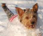 norfolk terrier welpen VDH/FCI  Papieren