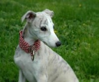 whippet DIE WELPEN WERDEN AB 30 TAGEN GELIEFERT