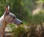 OHN DER CHAMPION whippet