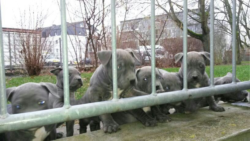 6 wunderschöne reinrassige Pittbull Welpen suchen ein Zuhause