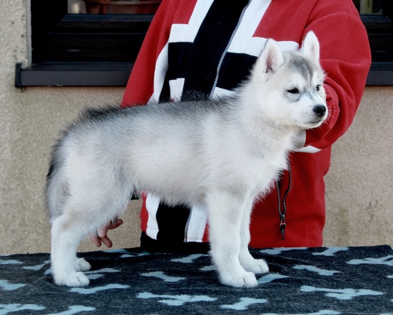 wunderschöner Husky-Welpe /weiblich 10 Wochen mit VDH/FCI-Papieren sucht liebevolle Traumfamilie