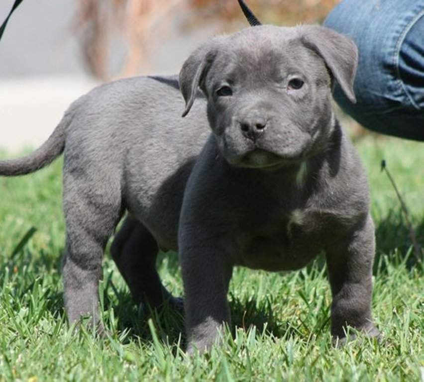 Rote und Blaue Nase American Pitbull Rüden und Hündinnen