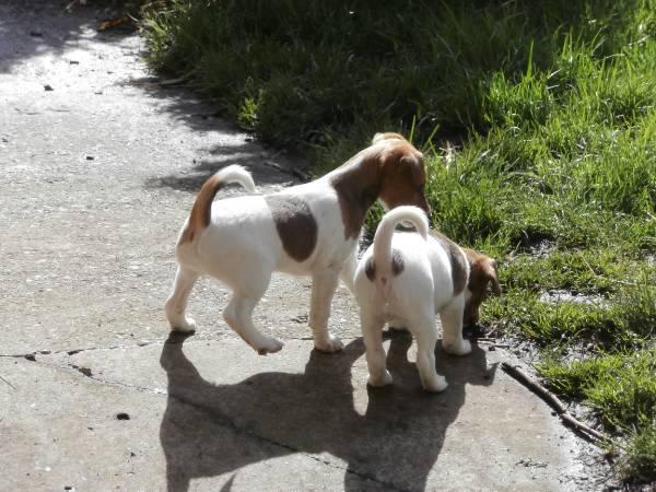 Foxterrier Welpen