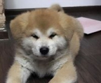 akita inu Züchter